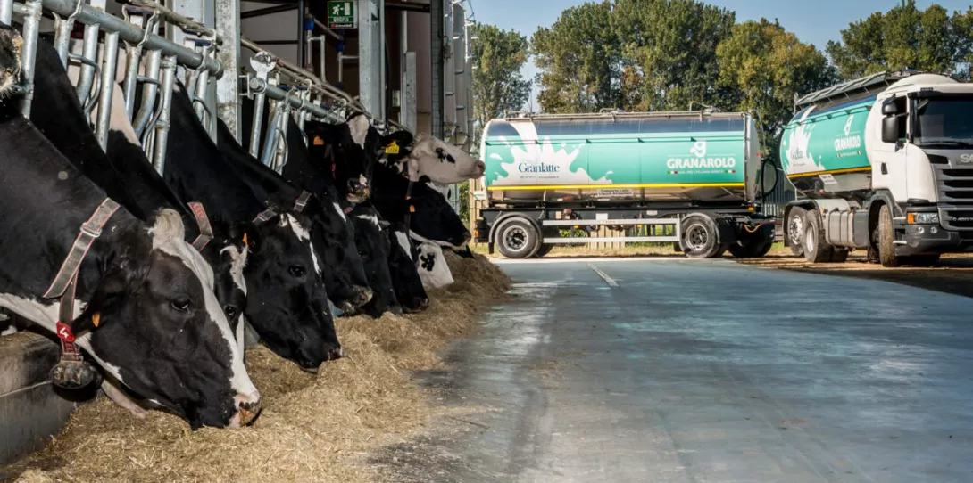 Black and white dairy cows feeding in a line at an indoor facility with a Granarolo milk tanker truck parked outside on a bright, sunny day