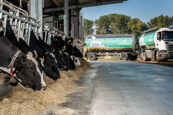 Black and white dairy cows feeding in a line at an indoor facility with a Granarolo milk tanker truck parked outside on a bright, sunny day
